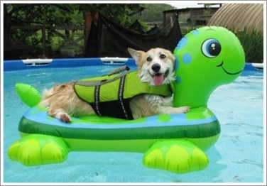 dog-in-pool